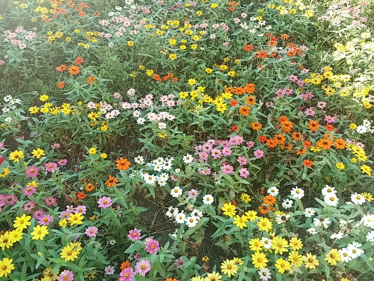 wp-1441289345275 image